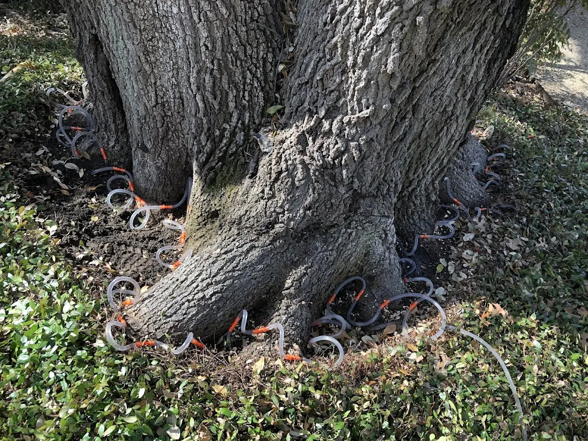 Detailed Tree Cabling and Bracing job site in Whittier
